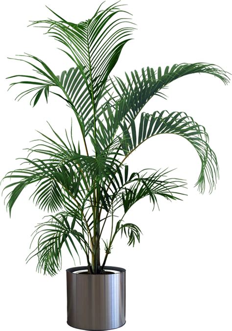Download Indoor Plants Png Plant In Pot Png Full Size Png Image