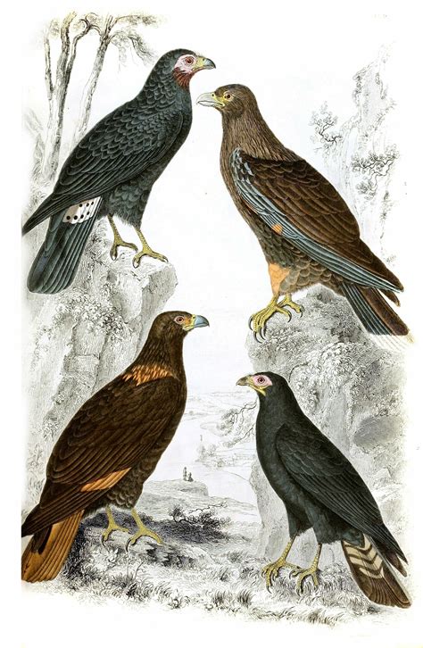 Caracaras Illustrations By Georges Cuvier 1839 Free Vintage Illustrations