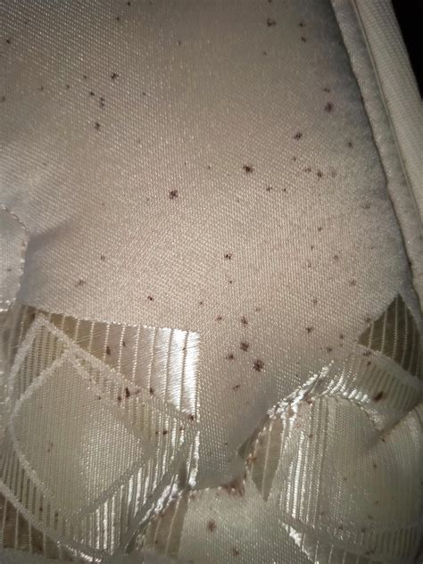 Are These Stains Caused By Bed Bugs Found In The Corner Of The