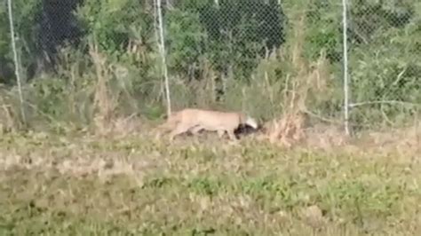 Video Trapped Florida Panther Rescued