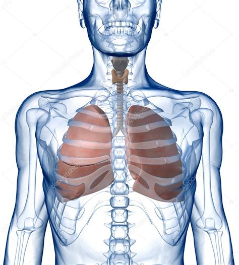 Lungs In The Ribcage Front View — Stock Photo © Shumpc 10367748