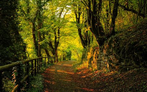 Walking Path Forest 1920 X 1200 Desktop Wallpapers Miriadnacom