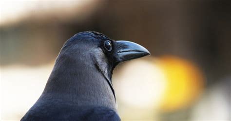 The Dark Side Of Light Lessons From A Crow Indiabioscience