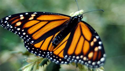 What Flowers Attract Monarch Butterflies Garden Guides