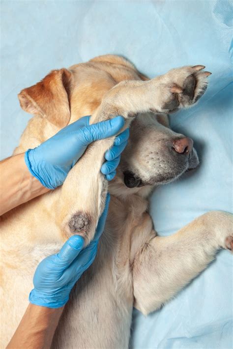 What Causes Sores On Dogs Paws