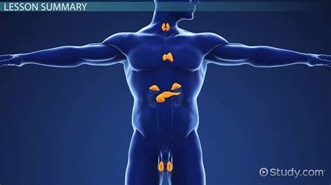 Endocrine System Lesson For Kids Lesson