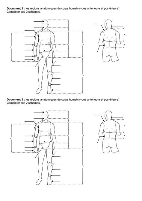 Document 3 Les Régions Anatomiques Du Corps Humain Vues