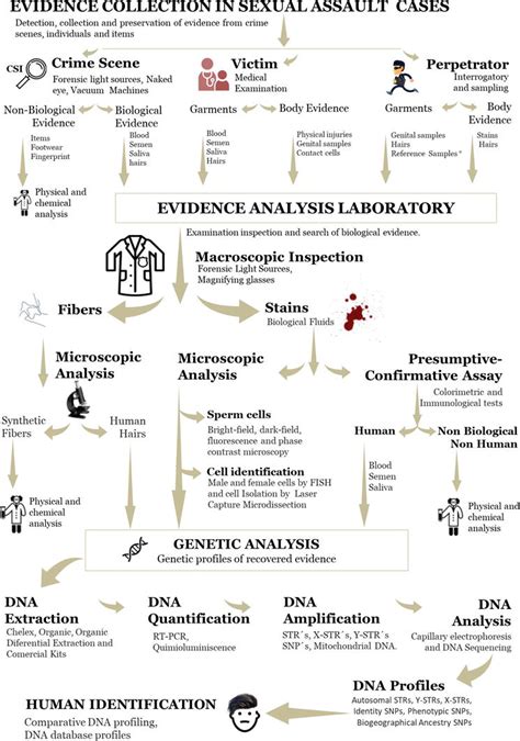 biological evidence analysis in cases of sexual assault intechopen