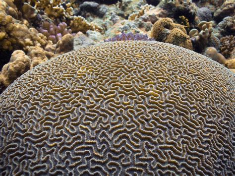 Brain Coral Madang Ples Bilong Mi