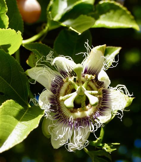 Passionfruit Flower A Photo On Flickriver