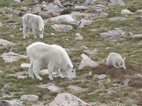 Cannundrums Mountain Goats
