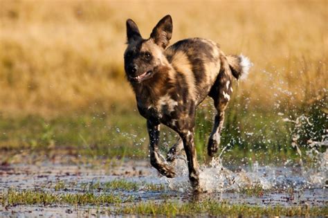 African Wild Dogs Guide Bbc Wildlife Magazine Discover Wildlife