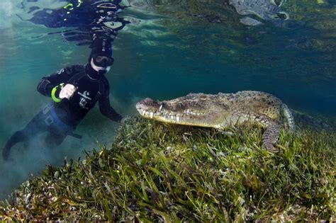 Want To Dive With Crocodiles On Vacation To Mexico My Vacation To
