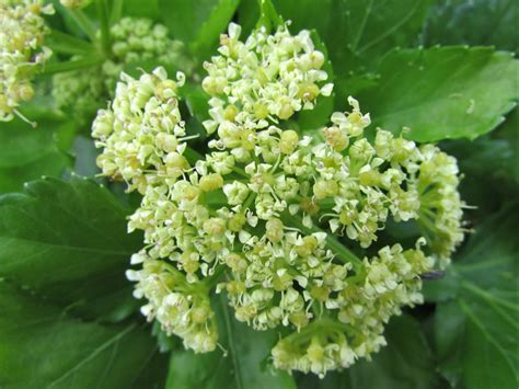 Alexanders Horse Parsley Smyrnium Olusatrum