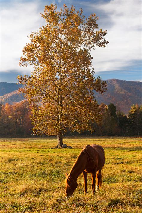 Grazing Horse Cades Cove Great Smoky Mountains Autumn Bill