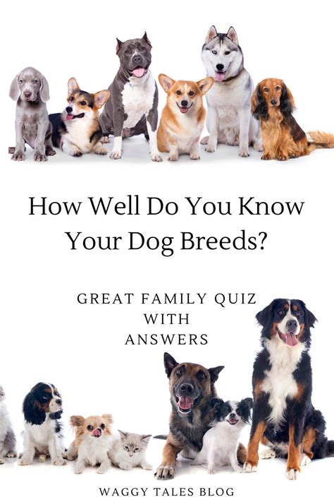 Dog Breeds Quiz With Answers In 2020 Dog Breed Quiz Dog Breeds