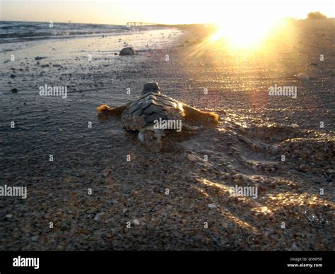 Hatchling Flatback Turtle Natator Depressus Pilbara Region Western