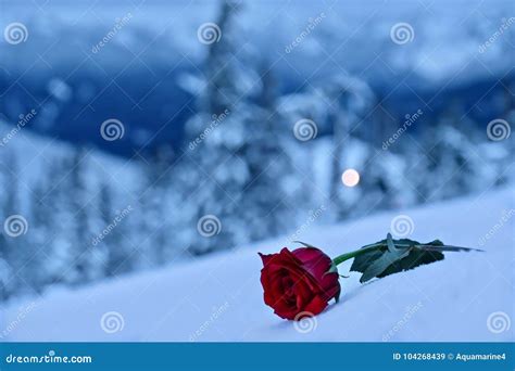 Red Rose In Snow In A Memory Of The Loved Ones Stock Image Image Of