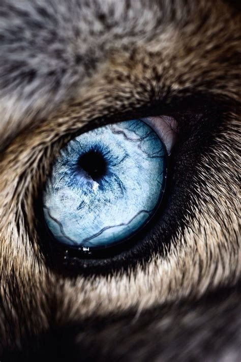 Pin By T I E R On Wolf Moon Wolf Eyes Animals Beautiful Animals Wild