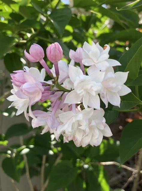 Lilac Beauty Of Moscow Cheyenne Tree Farm Trees Shrubs