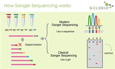 Overview Of Sequencing Techniques Goldbio