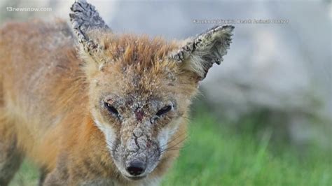 Mangy Foxes Reported By Virginia Beach Animal Control