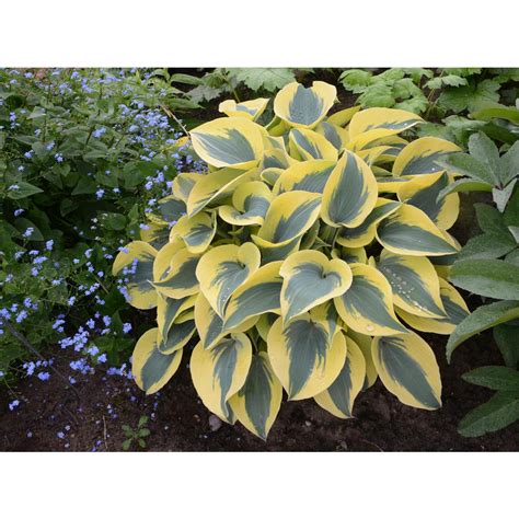 Proven Winners 065 Gal Shadowland Autumn Frost Hosta Live Plant