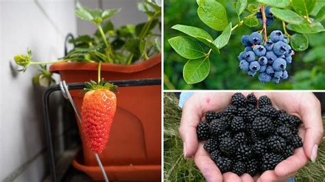 5 Best Berry Varieties To Grow In Containers Garden Beds