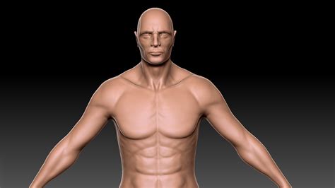 Human Male Torso Anatomy Human Male Body And Urinary And Reproducti