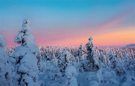 Wallpaper Winter The Sky Clouds Snow Trees Sunset
