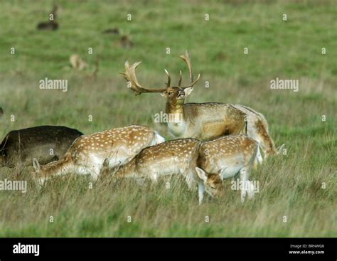 Deer During The Rut Or Mating Season These Are Fallow Deer The Male Of