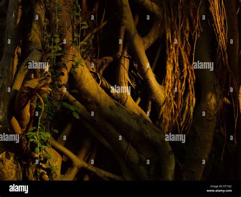 Neem Tree Roots India Asia Stock Photo Alamy