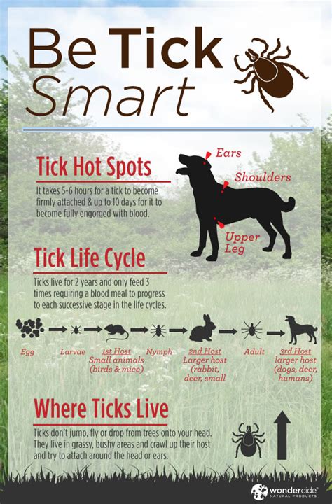 Infographic Natural Tick Prevention For Dogs Wondercide Blog
