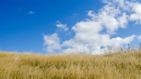Field And Blue Sky Free Stock Photo Public Domain Pictures