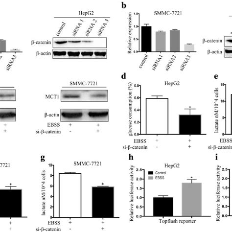 Autophagy Activated Wntβ Catenin Signaling In Hcc Cells A B