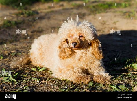 Dog Toy Poodle Apricot Color For A Walk Stock Photo Alamy