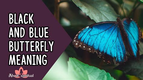 Black And Blue Butterfly Meaning Youtube