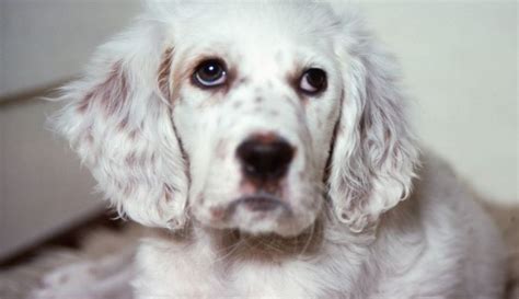 15 Facts About English Setters Pethelpful