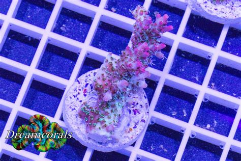 Vivids Confetti Acropora Coral Dreamcoralseu Uw Online Koralenwinkel