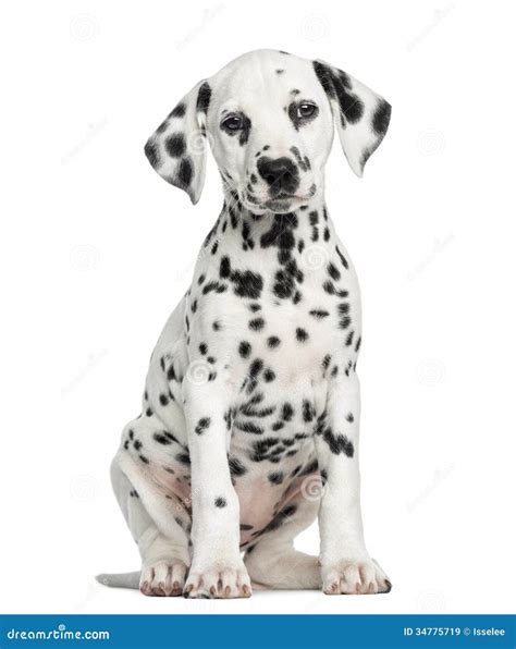 Front View Of A Dalmatian Puppy Sitting Facing Isolated Stock Image