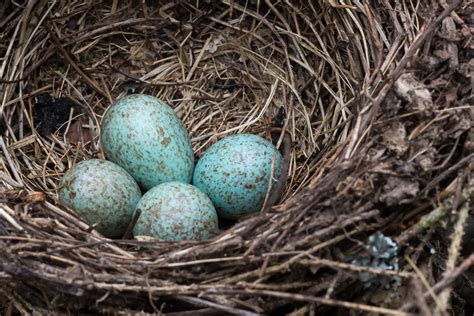 Why Do Bird Eggs Come In Different Colors Discover Magazine