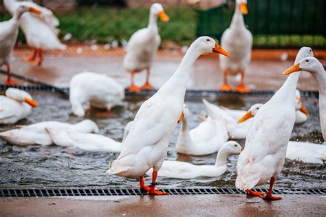 They arrived in the uk when they were shown at the the best information on raising ducks! What Ducks Make the Best Pets?