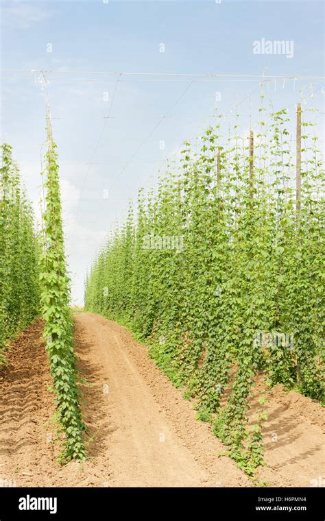 Hop Fields Hi Res Stock Photography And Images Alamy