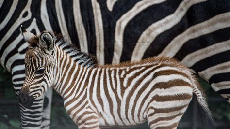 Egyptian Zoo Accused Of Painting A Donkey To Look Like A Zebra