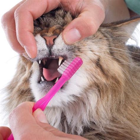 It's best to catch teeth problems early on so they can be treated by a veterinarian. Cleaning your Cat's Teeth