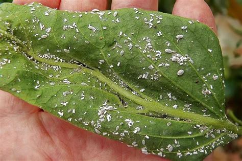 Mealybugs Identify Control And Disease Prevention Tips