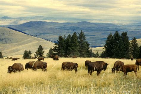 Kostenlose Bild Bison Herde Weiden Lassen National Bison Reichweite