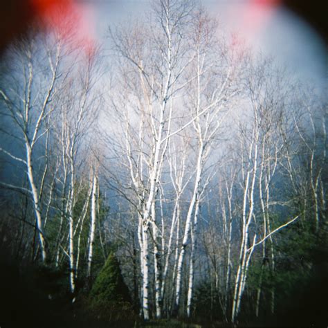 Birch Trees Dave Jensen Flickr