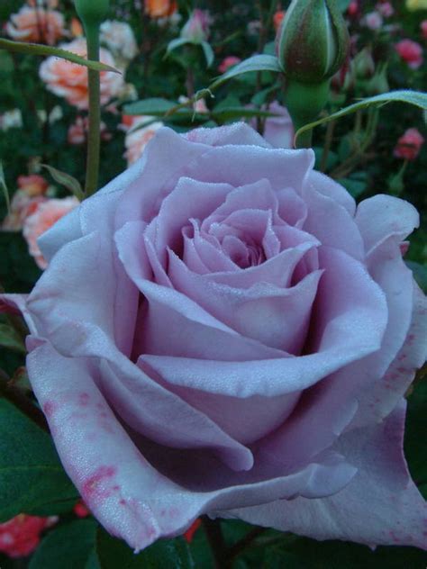 Blue Moon Hybrid Teas Old Garden Roses Rose Catalog Tasman Bay