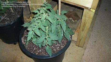 Tomatoes And Peppers Better Bush Hybrid 1 By Cricketsgarden